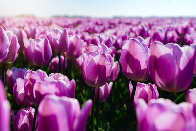 Landscape with fantastic beautiful dutch tulips field in netherlands on spring. 