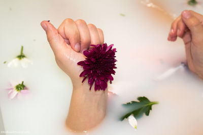 Close-up of woman hand holding flower during bath