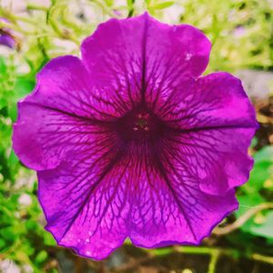 Close-up of purple flower blooming outdoors