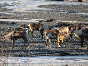 Horses in the winter