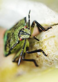 Close-up of insect