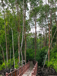 Footpath amidst trees in forest