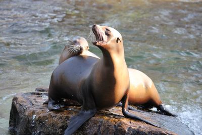 Close-up of sea lion on shore