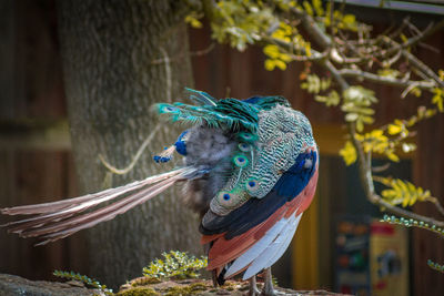 Close-up of parrot perching on tree