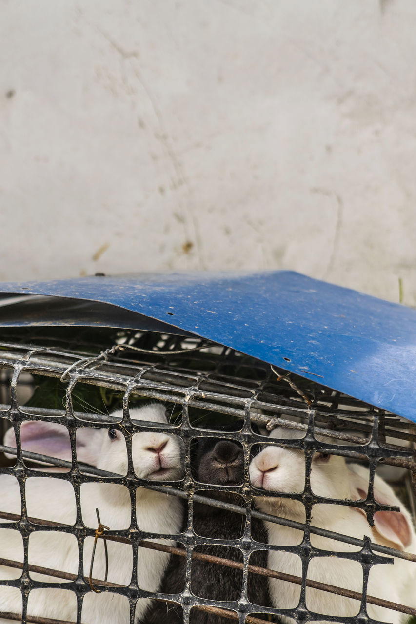 CLOSE-UP OF BIRDS IN CAGE