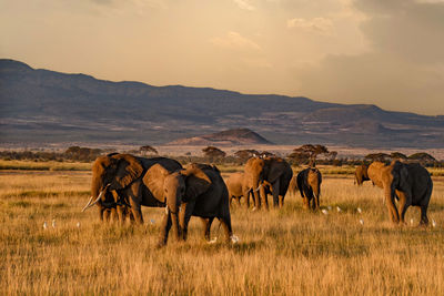 Elephants grazing on field against sky