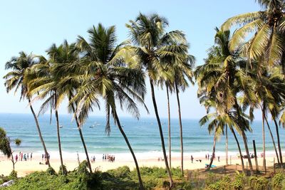 Palm trees on beach against clear sky