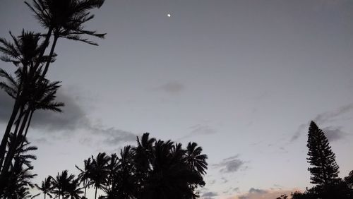 Low angle view of silhouette palm trees against sky