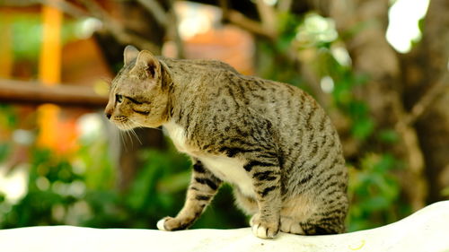 Close-up of a cat looking away