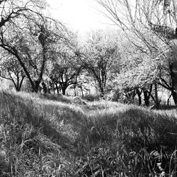 Bare trees on grassy field