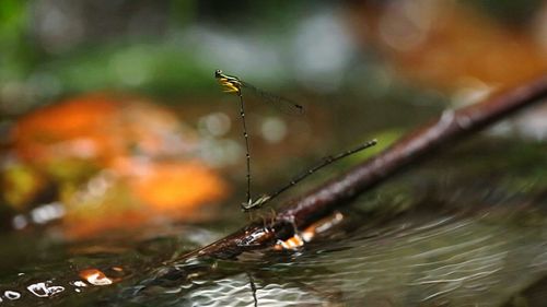 Close-up of damselfly on water
