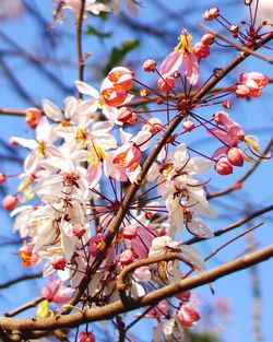 Low angle view of cherry blossoms in spring