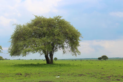 Tree on field against sky