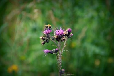 Close-up of honey bee pollinating on purple flower