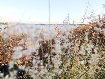 Close-up of dry plants on field against sky
