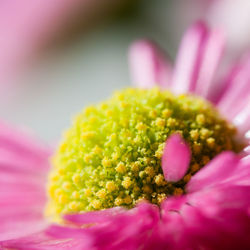 Close-up of pink flower blooming outdoors