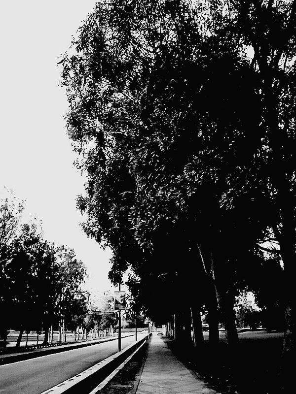 the way forward, tree, diminishing perspective, vanishing point, transportation, treelined, long, road, railing, tranquility, branch, nature, growth, sky, footpath, empty, walkway, tranquil scene, clear sky, narrow