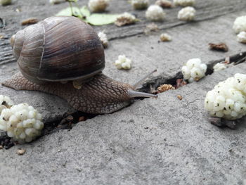 Close-up of snail