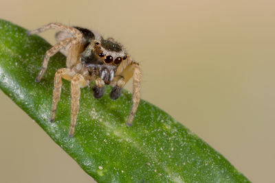 Close-up of spider