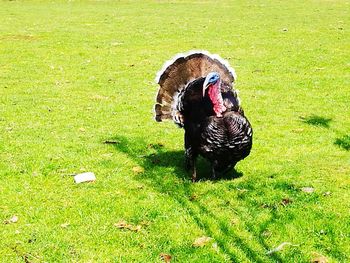 Bird on field