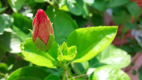 Close-up of red leaves