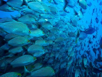 Close-up of fish swimming in sea