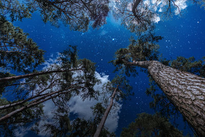 Low angle view of trees against sky