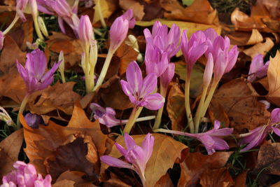 Close-up of purple crocus blooming outdoors