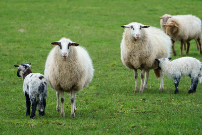 Sheeps in germany