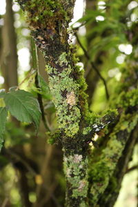 Close-up of plant growing on tree