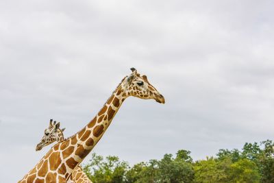 Low angle view of giraffe against sky