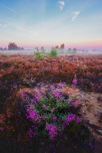 Purple flowers growing on field against sky at sunset