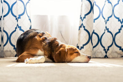 Close-up of a dog sleeping