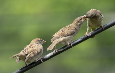 Three on the pole