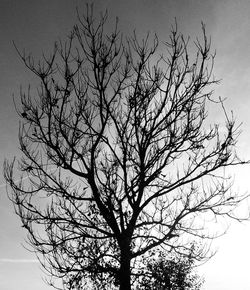 Low angle view of bare trees against sky