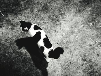 High angle view of cat on shadow