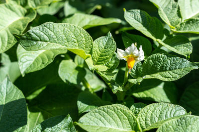 Close-up of insect on plant