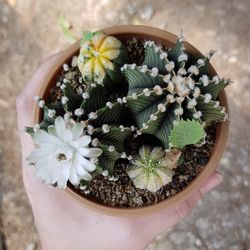 High angle view of succulent plant in pot