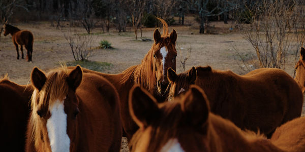 Horses on a field