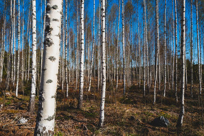 Birch trees in forest