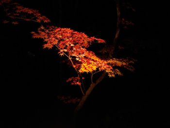 Low angle view of tree against sky at night