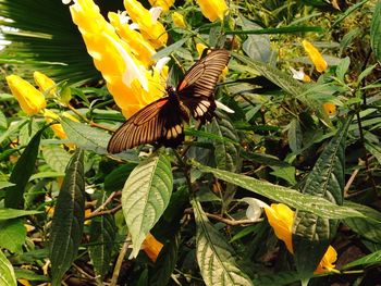 Close-up of butterfly on leaf