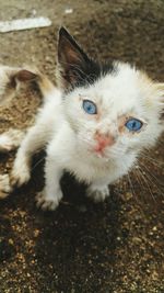 Close-up portrait of cat