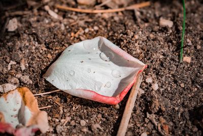 High angle view of ice cream in mud on field