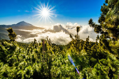 Panoramic view of trees against sky on sunny day