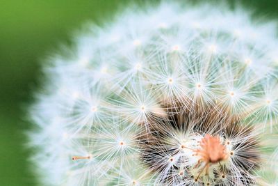 Close-up of dandelion