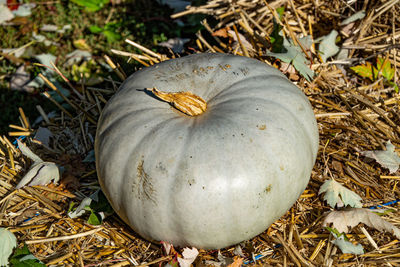 High angle view of pumpkin on field