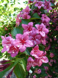 Close-up of pink flowers blooming outdoors