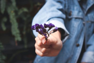 Close-up of hand holding purple flower