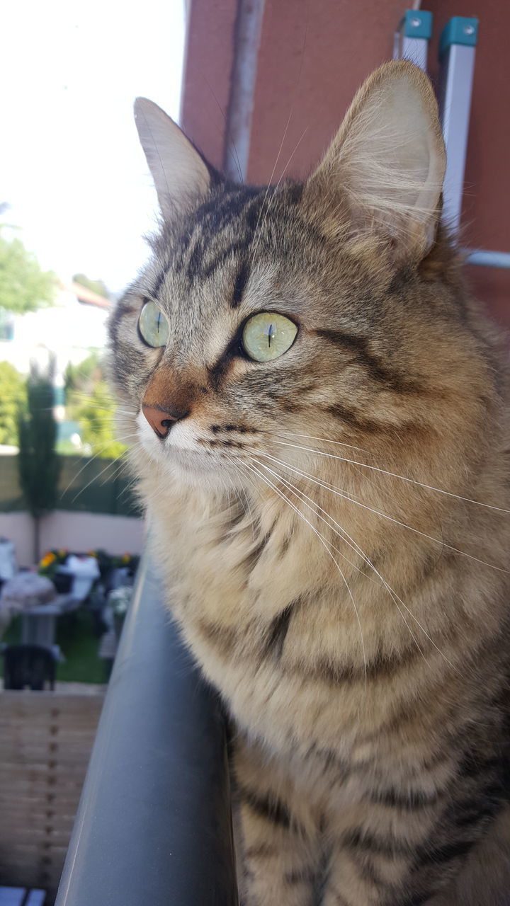 CLOSE-UP PORTRAIT OF CAT WITH EYES